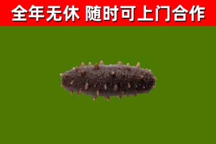 乡城回收海参干